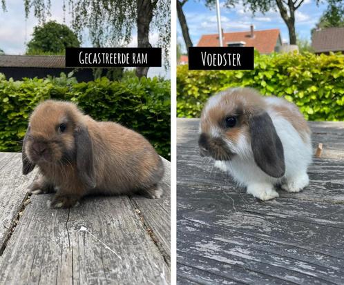 Raszuivere nhd koppels, gevaccineerd en gecastreerd, Dieren en Toebehoren, Konijnen, Dwerg, Meerdere dieren, 0 tot 2 jaar, Hangoor