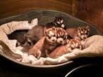 Nestje Siberische husky pups., Dieren en Toebehoren, Overige rassen, 8 tot 15 weken, Parvo, Meerdere