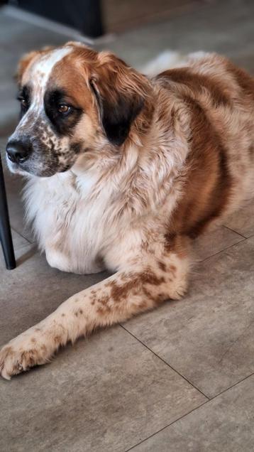Honden oppas aangeboden beschikbaar voor biedingen