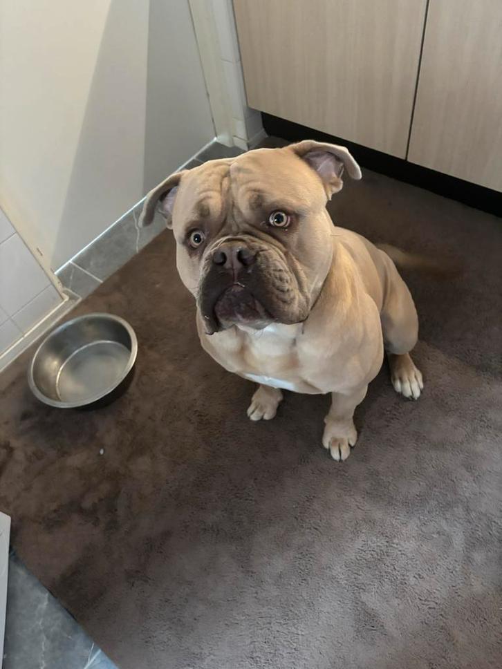 American bully, Dieren en Toebehoren, Honden | Bulldogs, Pinschers en Molossers, Reu, Bulldog, Particulier, Eén hond, Nederland