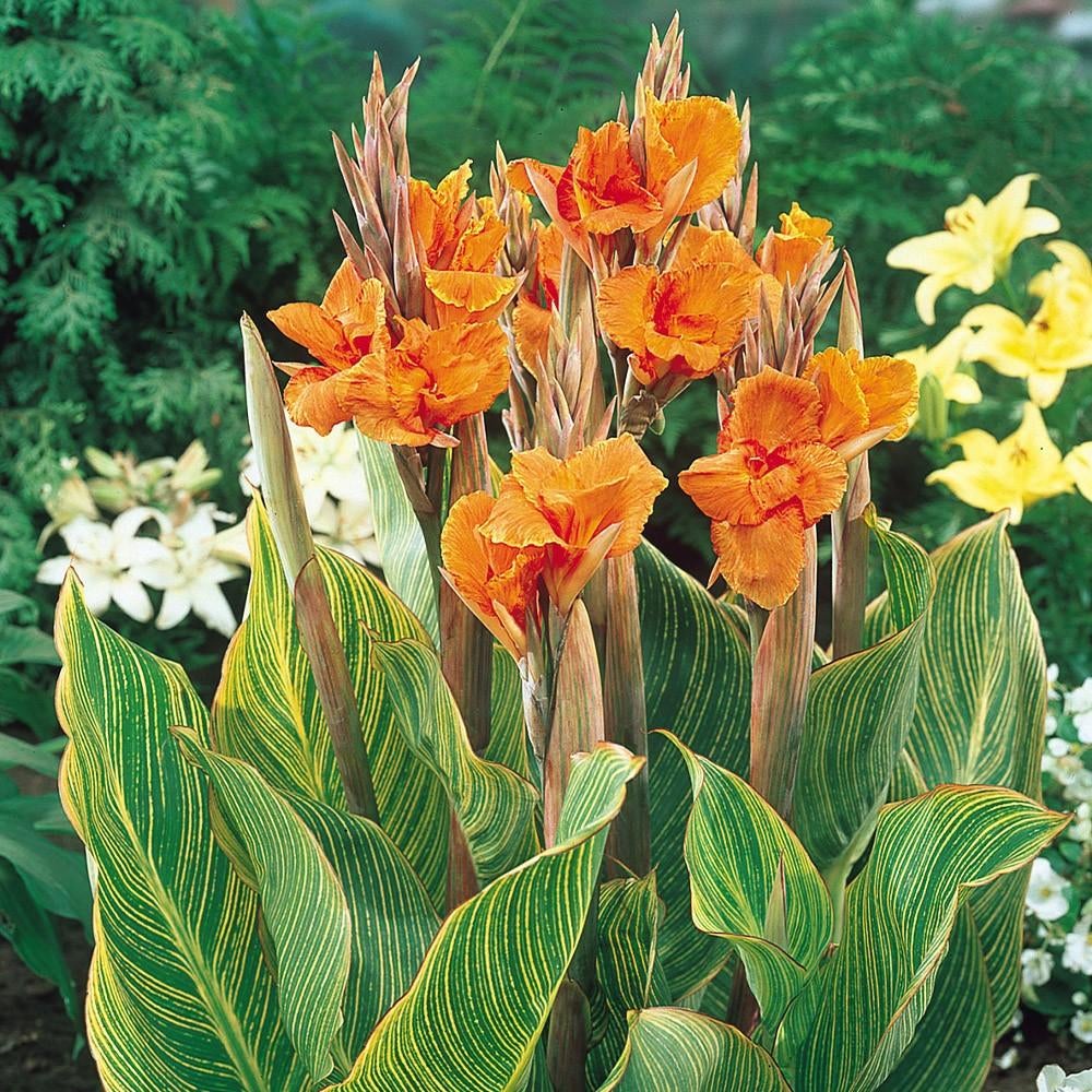 Canna 'Pretoria' - Tropische schoonheid voor uw tuin!, Tuin en Terras, Planten | Tuinplanten, Ophalen of Verzenden