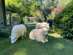 (Tuin)Beeld texel schapen, 3 stuks tuin, boerderij, gazon, Tuin en Terras, Ophalen, Nieuw, Kunststof, Dierenbeeld