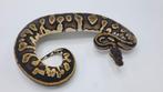 Python regius, clown, pied, hypo, desert ghost        - ball, Dieren en Toebehoren, Slang, 0 tot 2 jaar