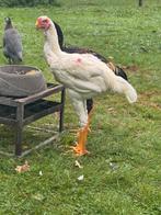 Jonge Indio Gigante kippen van 3 mnd tot 1 jaar, Dieren en Toebehoren, Pluimvee, Meerdere dieren, Kip