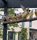 Koppels jonge gouldamadines, Dieren en Toebehoren, Vogels | Overige Vogels, Meerdere dieren, Tropenvogel