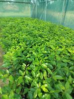 Restpartij Prunus soorten. Partijen zie omschrijving. P9, Overige soorten, Vaste plant, Ophalen of Verzenden, Halfschaduw