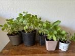 Sedum, Ophalen, Vaste plant, Overige soorten