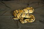 ball / koningspython (yellow belly), Dieren en Toebehoren, Reptielen en Amfibieën, Slang, Tam, 7 tot 10 jaar