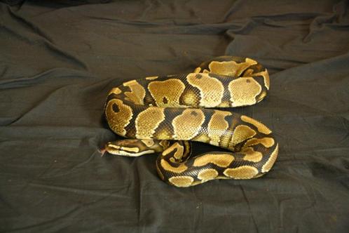 ball / koningspython (yellow belly), Dieren en Toebehoren, Reptielen en Amfibieën, Slang, 7 tot 10 jaar, Tam