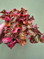 Peperomia Crème Brulee p12 (3)