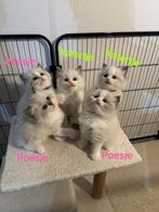 💕Prachtige Ragdoll kittens met stamboom, Dieren en Toebehoren, Katten en Kittens | Raskatten | Langhaar, Meerdere dieren, Gechipt