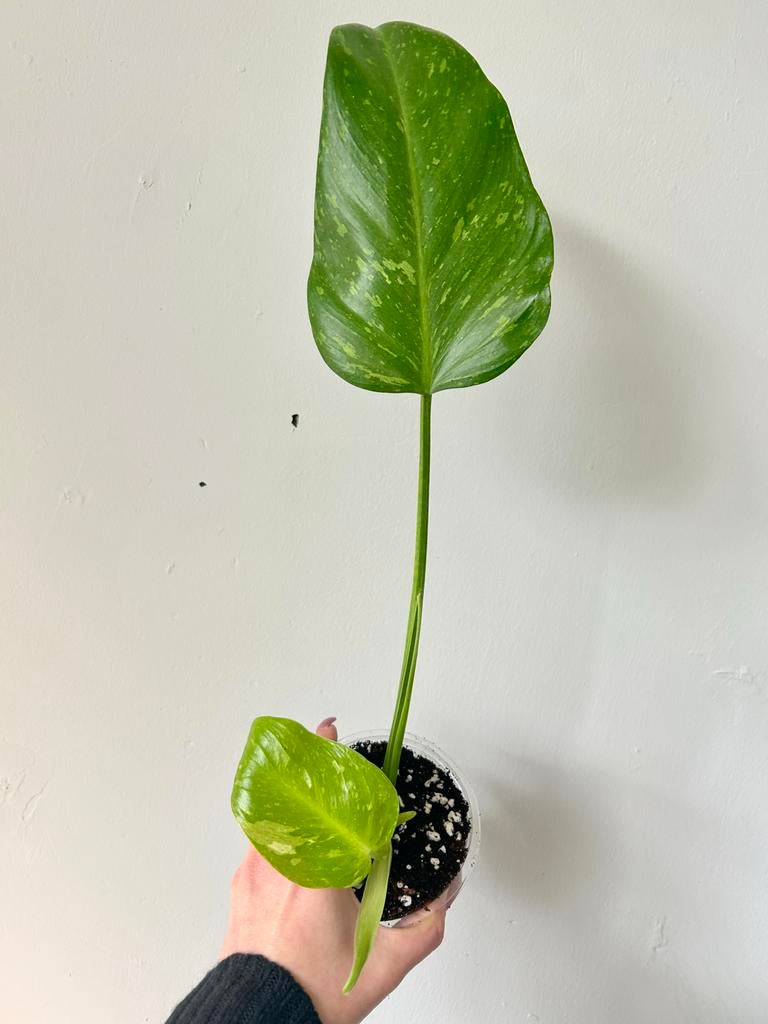 Philodendron Jose Buono - Gewortelde Stek, Ophalen of Verzenden