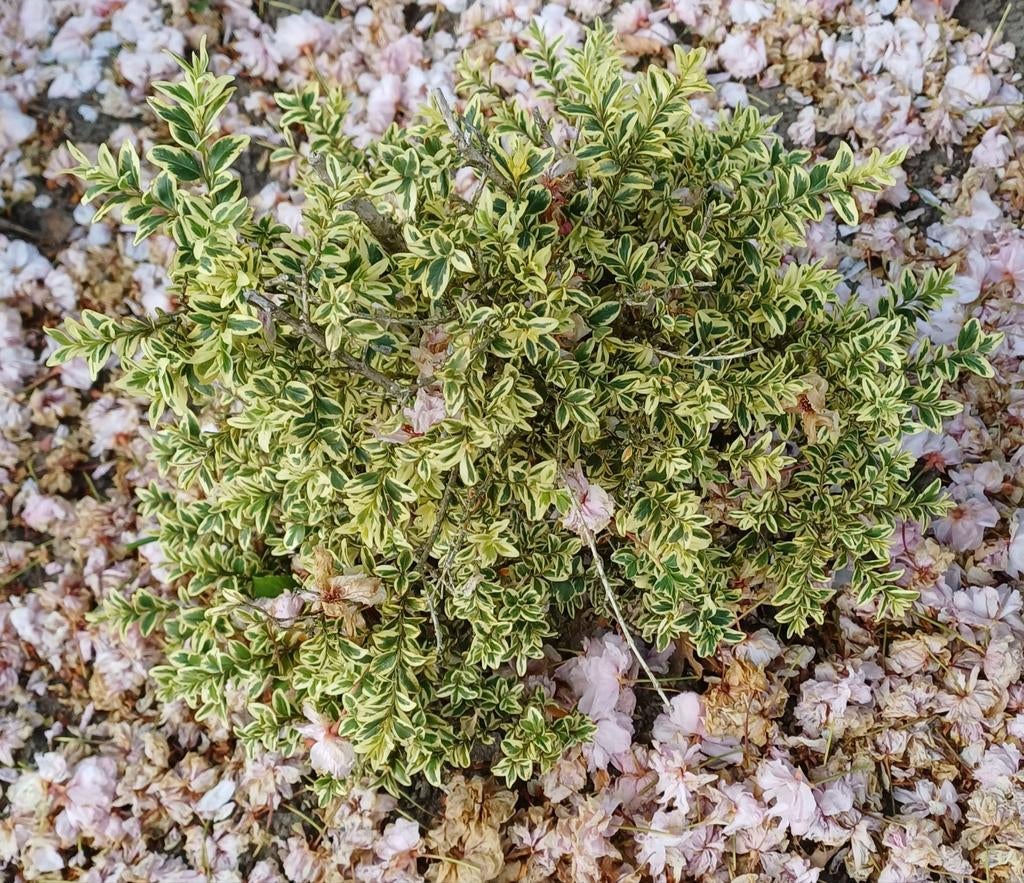 Struiken, Ophalen of Verzenden, Overige soorten, Volle zon