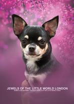 Chihuahua teefje 16 mnd te koop, Dieren en Toebehoren, 1 tot 2 jaar, Teef, Parvo, Eén hond