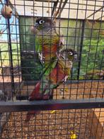 Prachtig koppeltje pyrrhura, Meerdere dieren