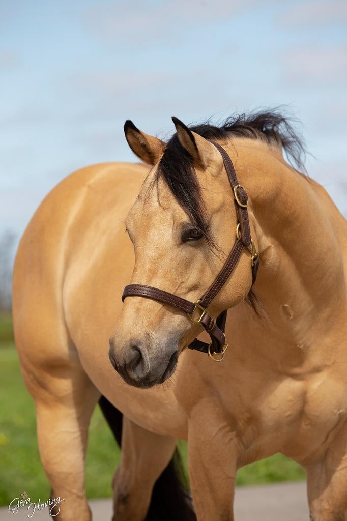 Prachtige Quarter horse ruin*reining *western, Ruin, 3 tot 6 jaar