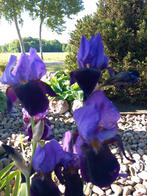 Lelie stekken, Ophalen of Verzenden, Overige soorten, Volle zon