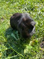 Cavia manntje 10 weken, Dieren en Toebehoren, Cavia, Mannelijk, Januari, Tam