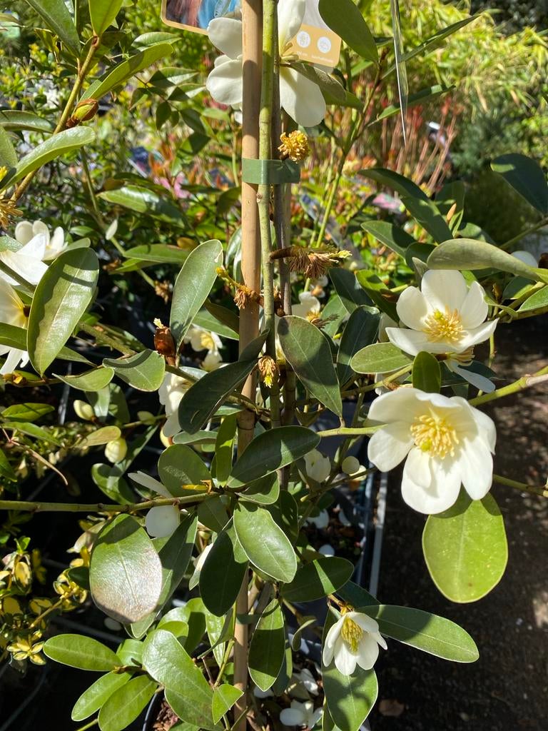 Magnolia 'Vanilla Pearls' - Geurende Bloemen, Volle zon, Vaste plant, Lente, Ophalen