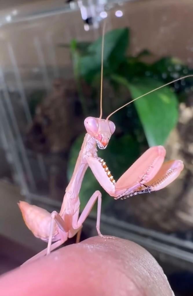 bidsprinkhaan, Dieren en Toebehoren, Insecten en Spinnen