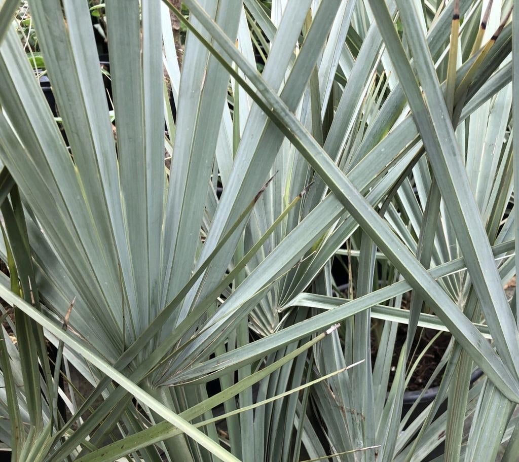 Nannorrhops Ritchiana

blauwe palm, Tuin en Terras, Planten | Tuinplanten, Ophalen of Verzenden, Overige soorten, Volle zon