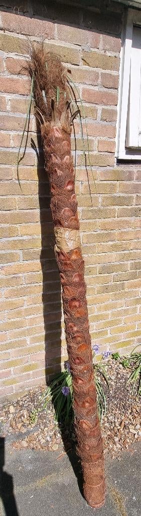 Kunst palmboom stam, Ophalen, Binnen, Zo goed als nieuw, Kunststof