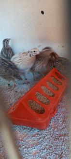 Europese kwartels, Meerdere dieren