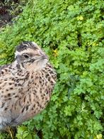 Japon kwartel, Dieren en Toebehoren, Pluimvee, Mannelijk, Overige soorten