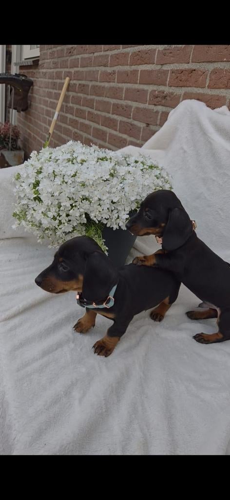 Teckel puppy's (dwerg), Dieren en Toebehoren, 8 tot 15 weken, Korthaar, Dwerg, Meerdere