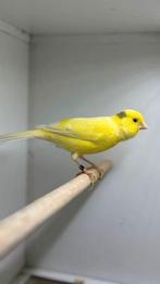 Waterslagers, Dieren en Toebehoren, Meerdere dieren, Zangkanarie