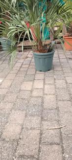 Chamaerops humilis palmboom, Tuin en Terras, Planten | Tuinplanten, Ophalen of Verzenden, Overige soorten, Volle zon