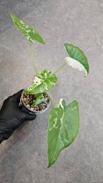 Alocasia Okinawa Silver Variegata, Ophalen of Verzenden, Halfschaduw, Minder dan 100 cm
