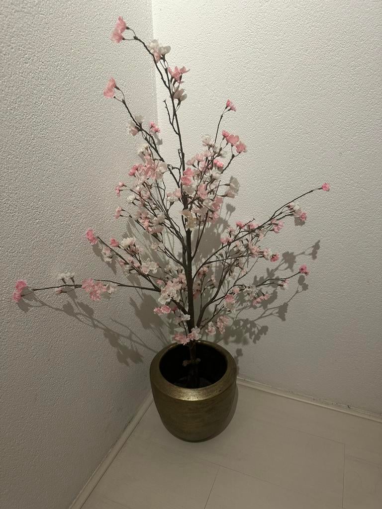 Vaas met plant, Ophalen, Zo goed als nieuw