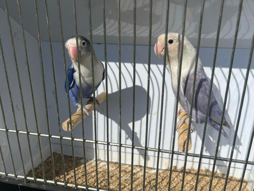Forse koppels agapornis fisherie, Meerdere dieren, Dwergpapegaai of Agapornis
