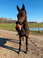Leuke grote allround merrie (L-dressuur), Dieren en Toebehoren, Paarden, Merrie, 170 tot 175 cm, 11 jaar of ouder