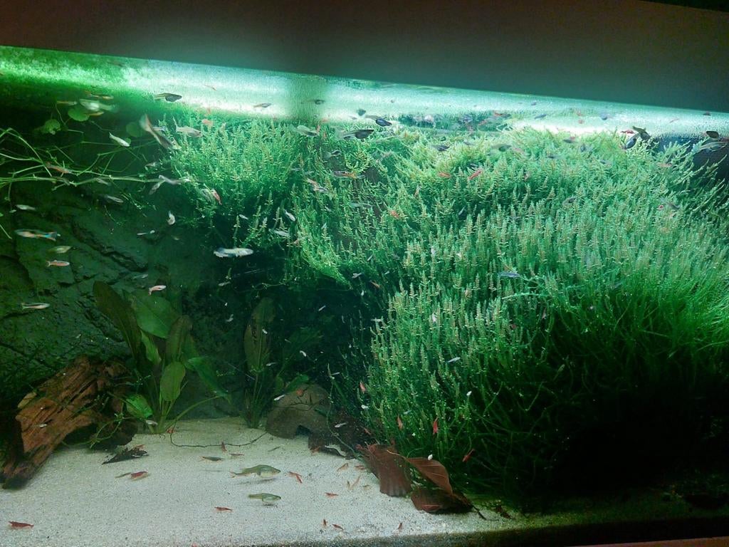 Prachtige soort javamos, Ophalen of Verzenden, Nieuw, Leeg aquarium