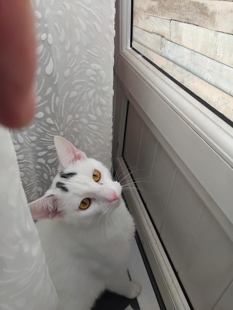 Lieve Rustige katers, Kater, Ontwormd, 0 tot 2 jaar