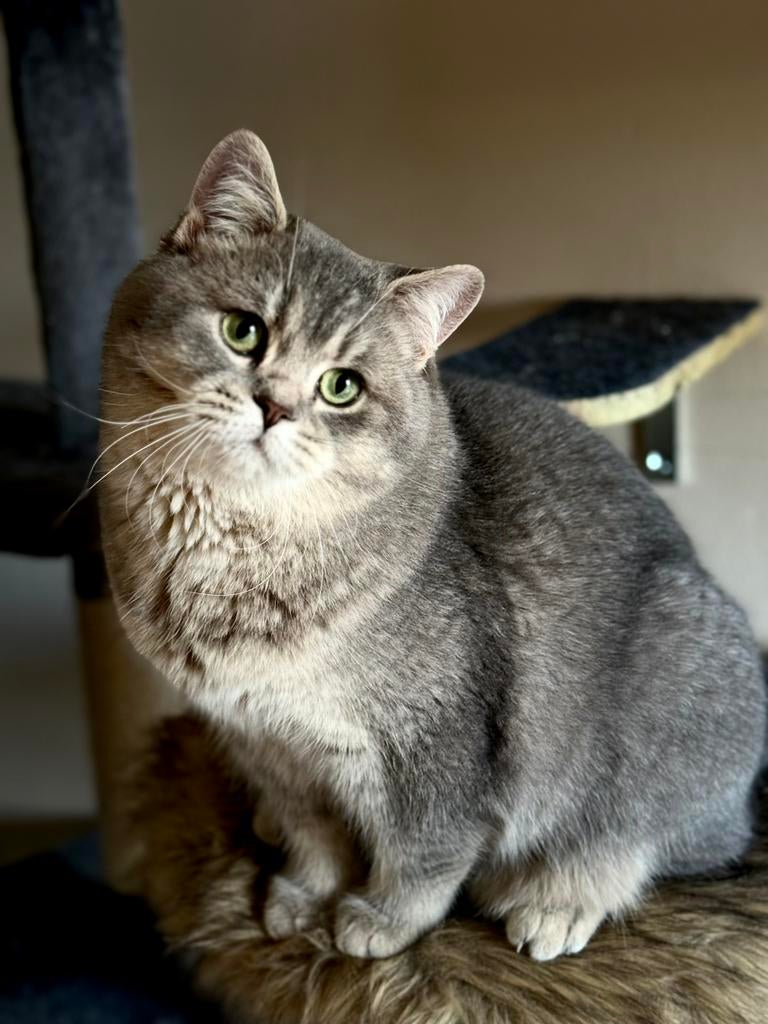 Britse korthaar kater, Kater, 0 tot 2 jaar