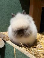 Gecastreerde Teddy dweg ram -> 12 weken oud, Dieren en Toebehoren, Konijnen, Mannelijk, Dwerg, 0 tot 2 jaar