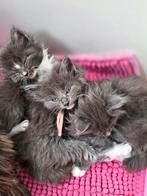 Kittens, kruising ragdoll/mainecoon, ragcoon, grijs & wit ❤, Dieren en Toebehoren, Meerdere dieren, Ontwormd, 0 tot 2 jaar