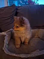 Prachtig Pomeriaan reutje te koop, Dieren en Toebehoren, Honden | Chihuahua's en Gezelschapshonden, 8 tot 15 weken, Eén hond, Nederland