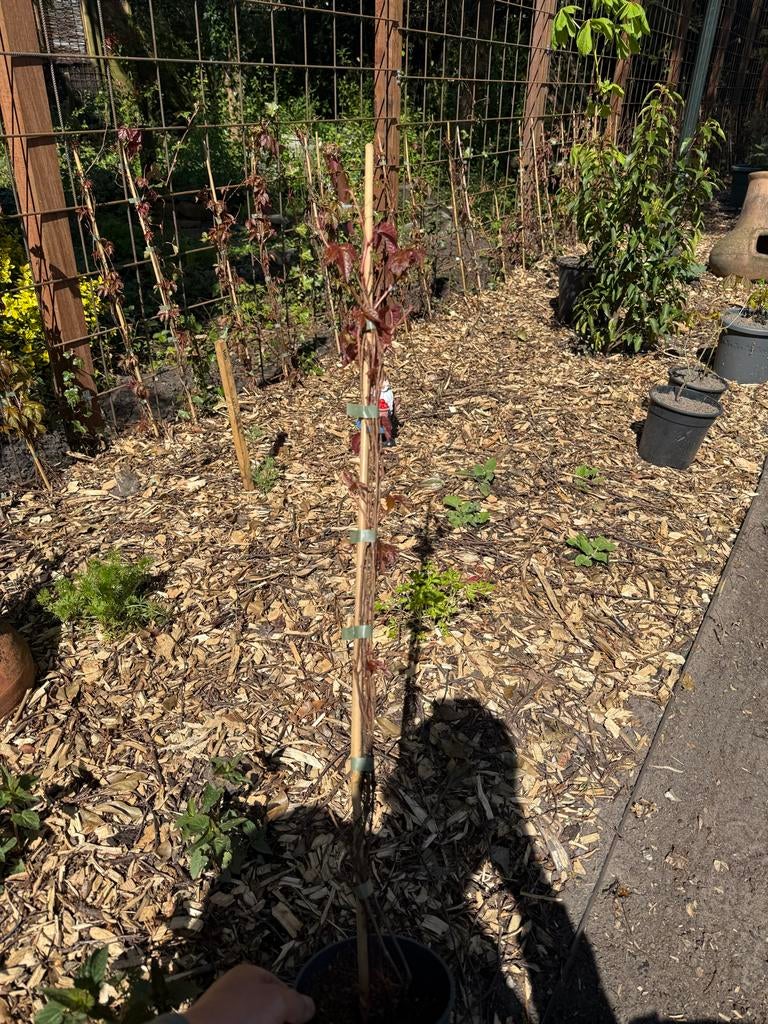 Wilde wingerd (Parthenocissus quinquefolia 'Engelmannii'), Ophalen, Volle zon, Vaste plant, Bloeit niet