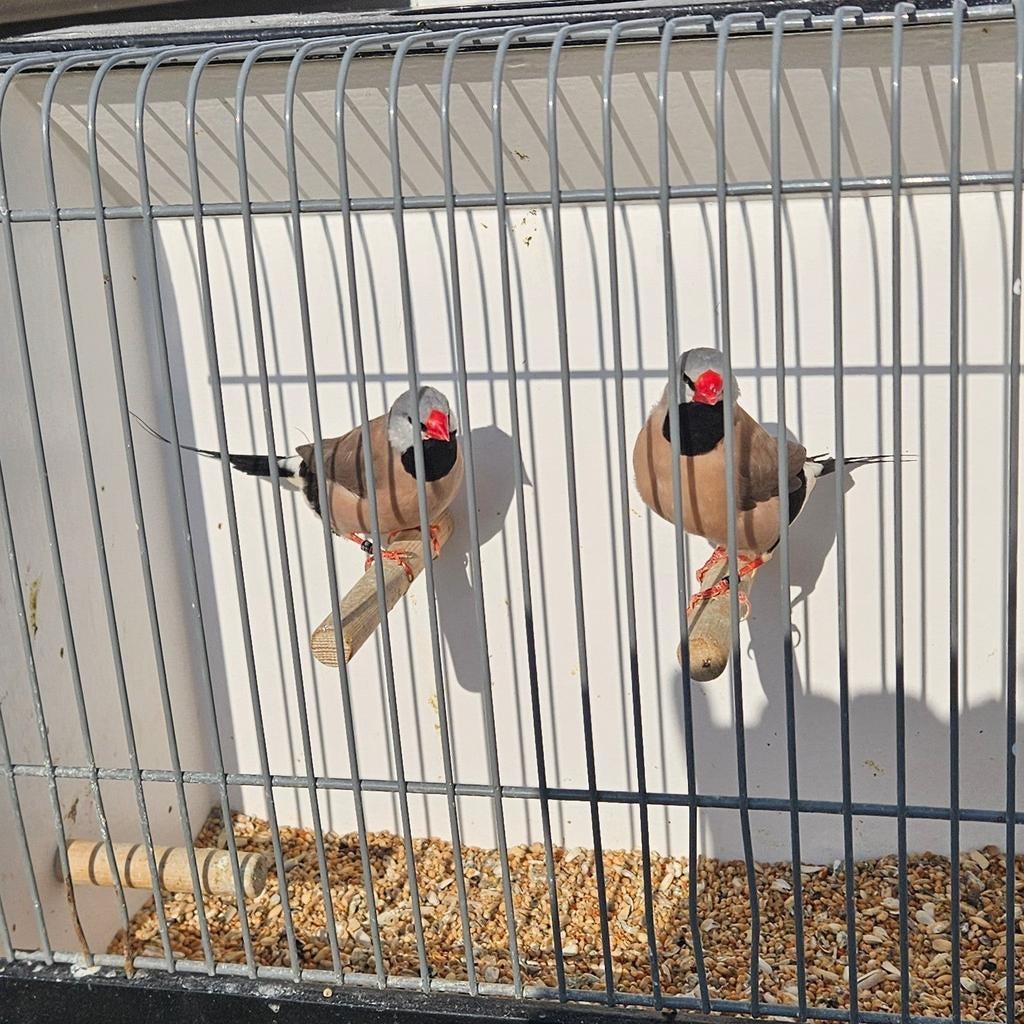 7 spitsstaart amadines, Dieren en Toebehoren, Vogels | Overige Vogels, Meerdere dieren