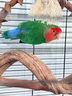 Agapornis compleet met kooi en toebehoren ( bon aanwezig), Geslacht onbekend, Dwergpapegaai of Agapornis, Geringd