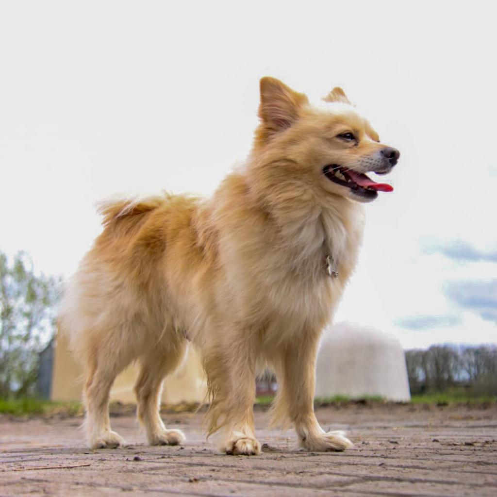 Ervaren dekreu pomeriaan x keeshond NIET TE KOOP, Dieren en Toebehoren, Parvo, Reu, Eén hond, 3 tot 5 jaar