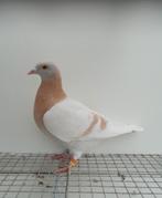 Kleurpostduif kleurpostduiven postduif, Dieren en Toebehoren, Vrouwelijk, Postduif