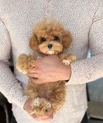 Exclusieve Maltipoo F1, Teefje pup (Toy Poedel/ Maltezer, Particulier, Overige rassen, 8 tot 15 weken, Buitenland