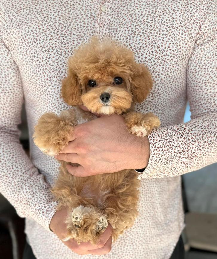 Exclusieve Maltipoo F1, Teefje pup (Toy Poedel/ Maltezer, Dieren en Toebehoren, Honden | Chihuahua's en Gezelschapshonden, Meerdere dieren