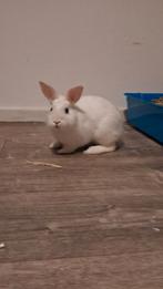 Konijntje te koop, Vrouwelijk, Dwerg