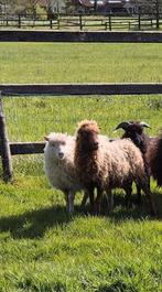 Mooie Ouessants schaapjes, Dieren en Toebehoren, Meerdere dieren, Schaap